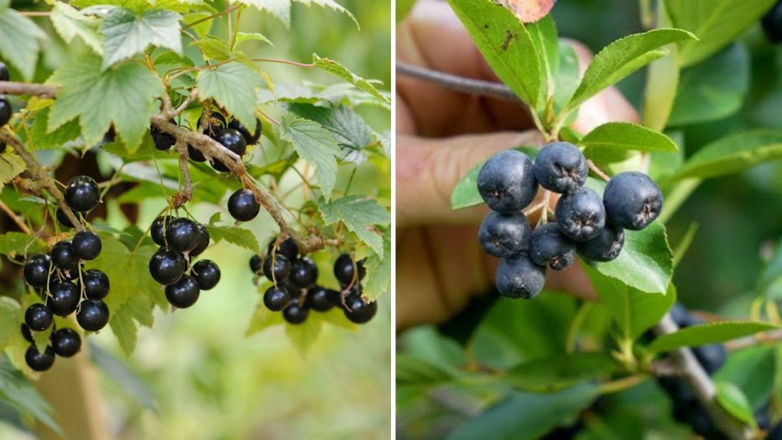 Chokeberry (Aronia) Harvest: How to Grow a Superfruit for Just $2 per Plant with Minimal Water