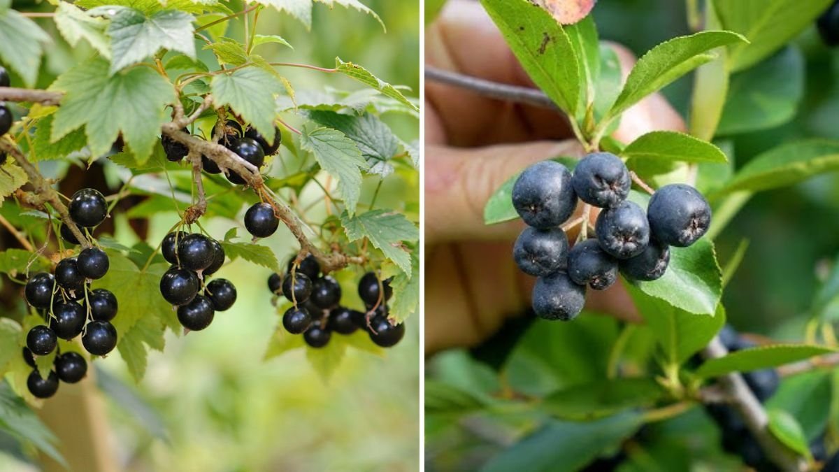 Chokeberry (Aronia) Harvest: How to Grow a Superfruit for Just $2 per Plant with Minimal Water