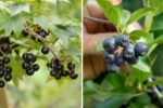 Chokeberry (Aronia) Harvest: How to Grow a Superfruit for Just $2 per Plant with Minimal Water
