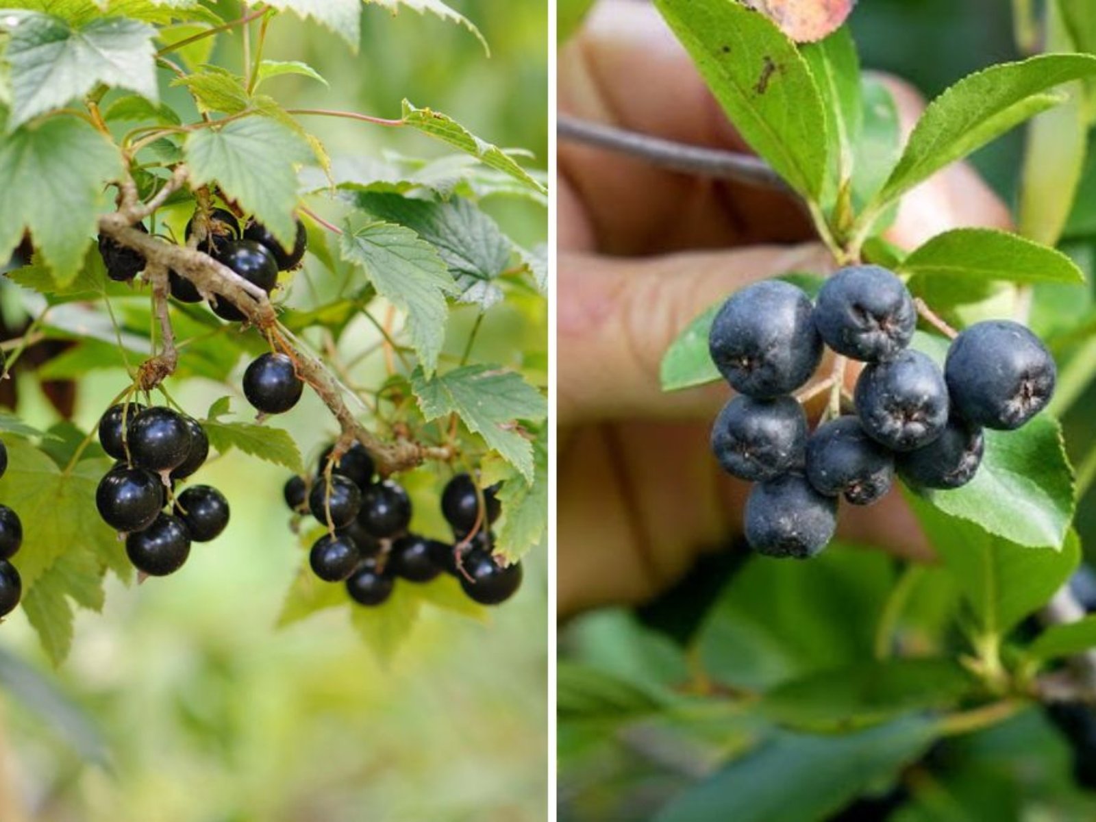 Chokeberry (Aronia) Harvest: How to Grow a Superfruit for Just $2 per Plant with Minimal Water