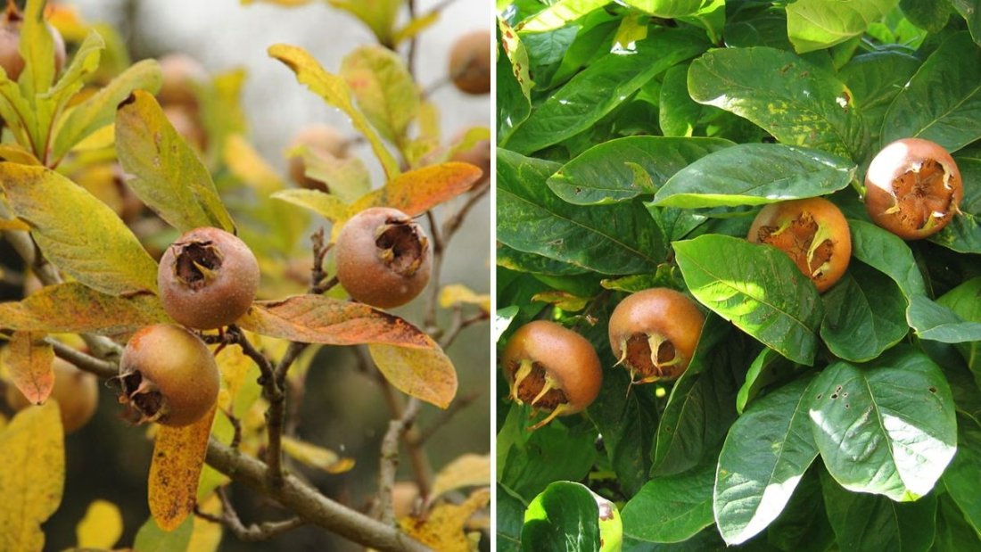 All About Medlar Fruit: A Hidden Gem for Your Garden and Kitchen