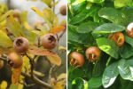 All About Medlar Fruit: A Hidden Gem for Your Garden and Kitchen