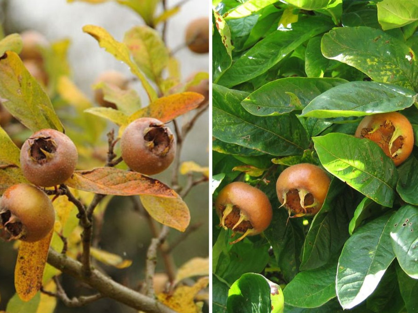All About Medlar Fruit: A Hidden Gem for Your Garden and Kitchen