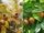 All About Medlar Fruit: A Hidden Gem for Your Garden and Kitchen
