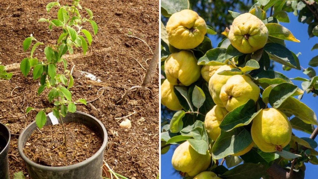 How To Plant, Grow, Prune, and Harvest A Quince Tree: The Ultimate Guide for Home Gardeners