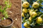 How To Plant, Grow, Prune, and Harvest A Quince Tree: The Ultimate Guide for Home Gardeners