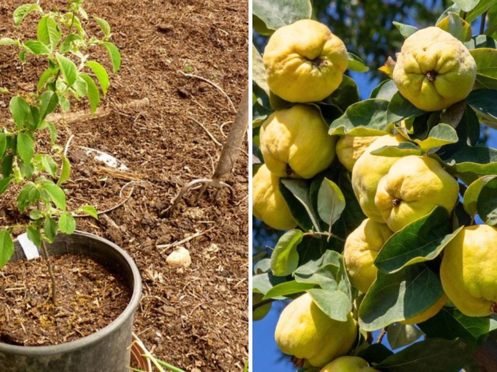 How To Plant, Grow, Prune, and Harvest A Quince Tree: The Ultimate Guide for Home Gardeners