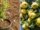 How To Plant, Grow, Prune, and Harvest A Quince Tree: The Ultimate Guide for Home Gardeners