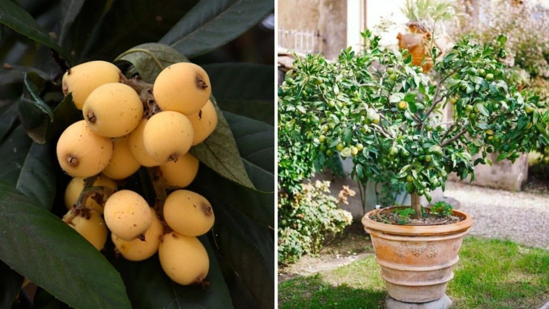 How To Grow Loquat in Pots and Grow Bags: Fruiting Plants on Your Rooftop Garden