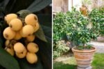How To Grow Loquat in Pots and Grow Bags: Fruiting Plants on Your Rooftop Garden