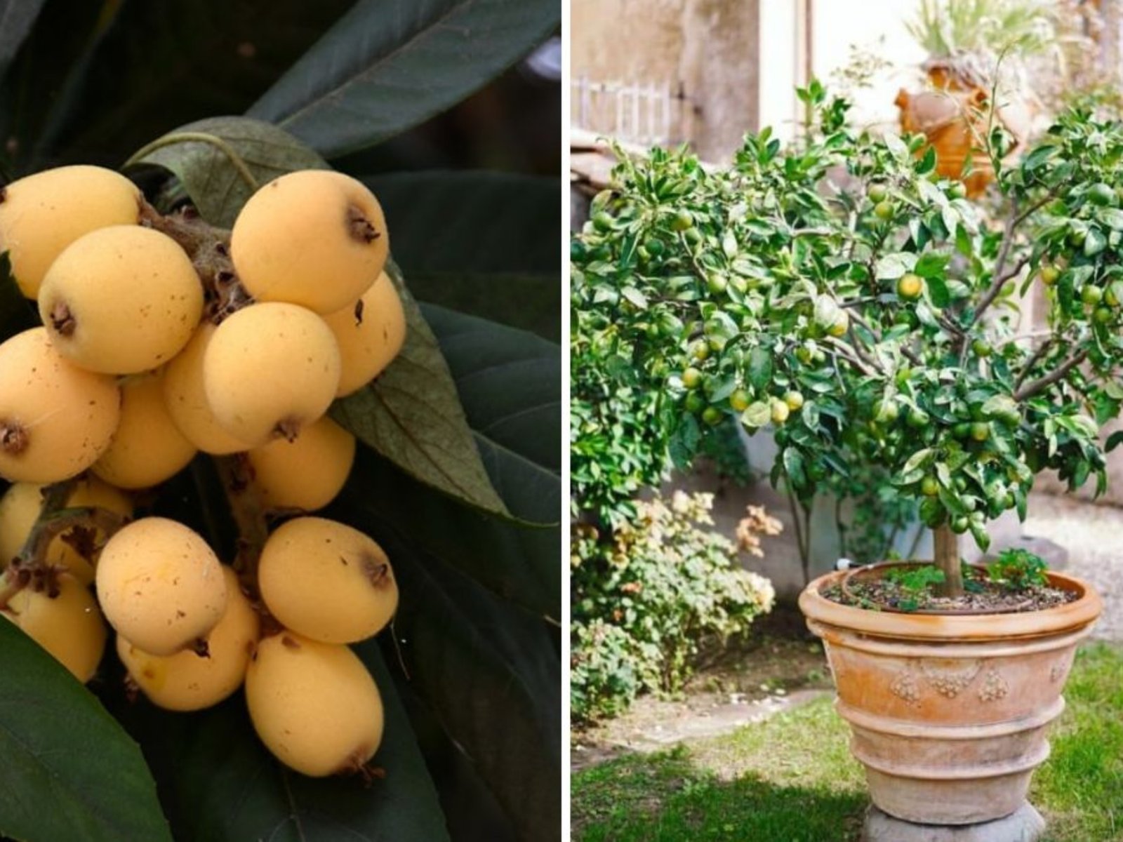 How To Grow Loquat in Pots and Grow Bags: Fruiting Plants on Your Rooftop Garden