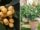 How To Grow Loquat in Pots and Grow Bags: Fruiting Plants on Your Rooftop Garden