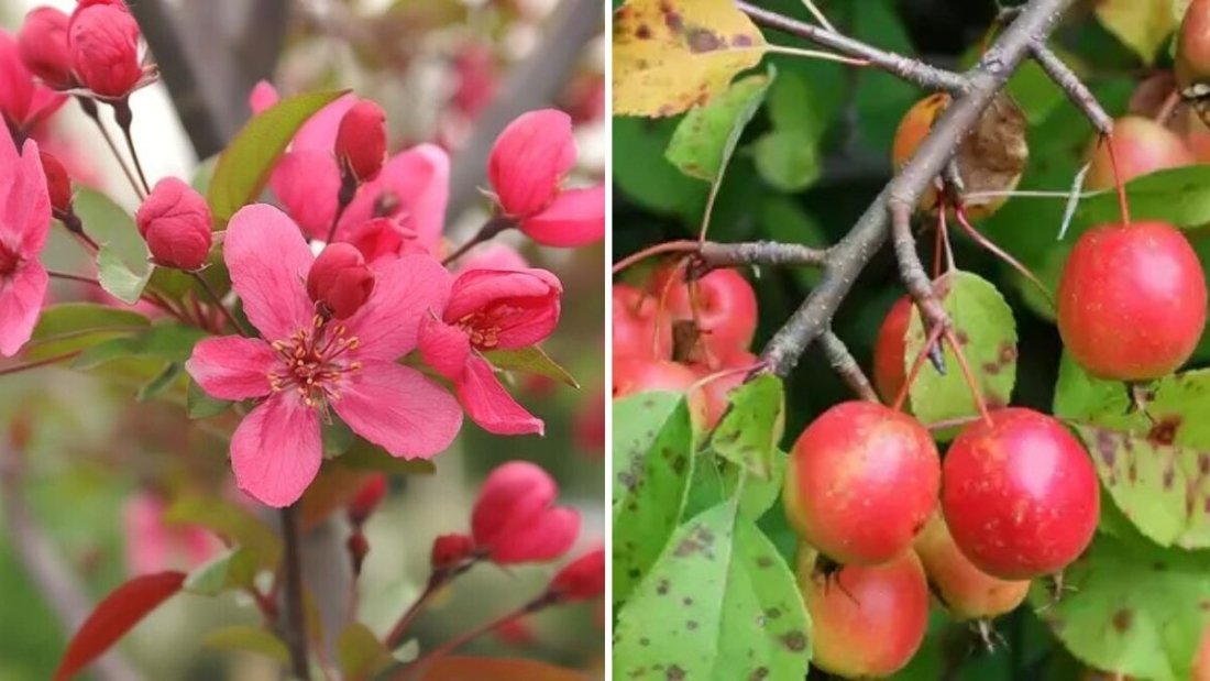 Malus 'Prairifire' Crabapple: The Ultimate Guide to This Stunning Red-Leaved Small Tree