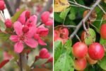 Malus 'Prairifire' Crabapple: The Ultimate Guide to This Stunning Red-Leaved Small Tree