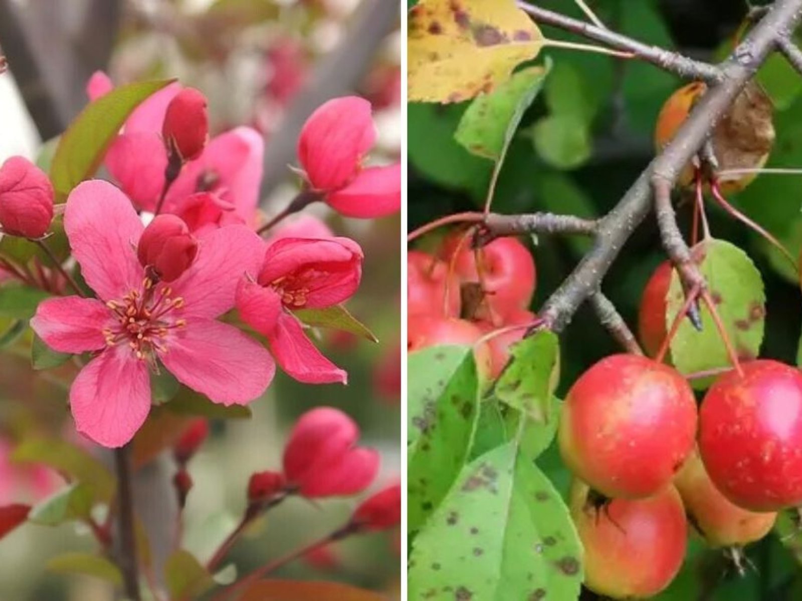 Malus 'Prairifire' Crabapple: The Ultimate Guide to This Stunning Red-Leaved Small Tree