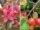 Malus 'Prairifire' Crabapple: The Ultimate Guide to This Stunning Red-Leaved Small Tree