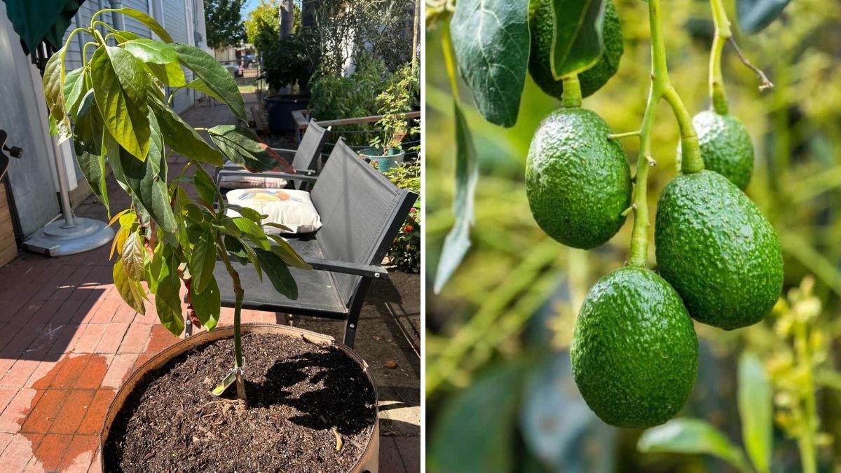 High-Density Planting for Avocados: Maximizing Yield with Reed, Hass, and Bacon Varieties