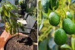High-Density Planting for Avocados: Maximizing Yield with Reed, Hass, and Bacon Varieties