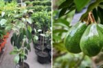 Uncovering Pinkerton Avocados After Extreme Heat: How to Protect, Assess, and Care for Your Trees