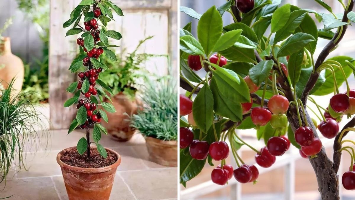 How to Plant a Bing Cherry Tree Using the Woodchips Method: A Complete Guide for Healthier Growth and Higher Yields