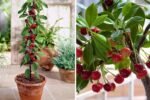 How to Plant a Bing Cherry Tree Using the Woodchips Method: A Complete Guide for Healthier Growth and Higher Yields