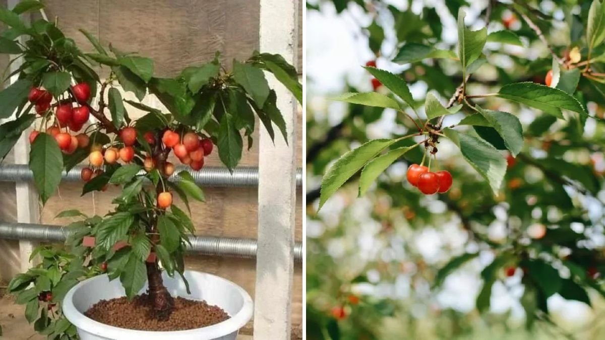 Growing Rainier Cherries: A Complete Guide to Cultivating Sweet, Golden Fruit in Your Garden