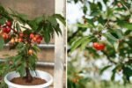 Growing Rainier Cherries: A Complete Guide to Cultivating Sweet, Golden Fruit in Your Garden
