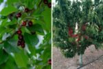 First Harvest Sweetheart Cherries: A Complete Guide to Growing, Caring, and Enjoying Your Sweet, Juicy Fruit