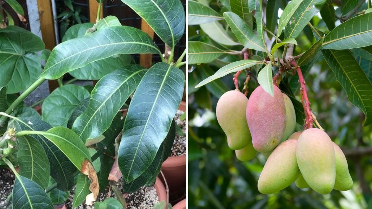 Growing Keitt Mango Trees in the UK: Late Spring Update, Grafting Challenges, and Expert Tips for Success