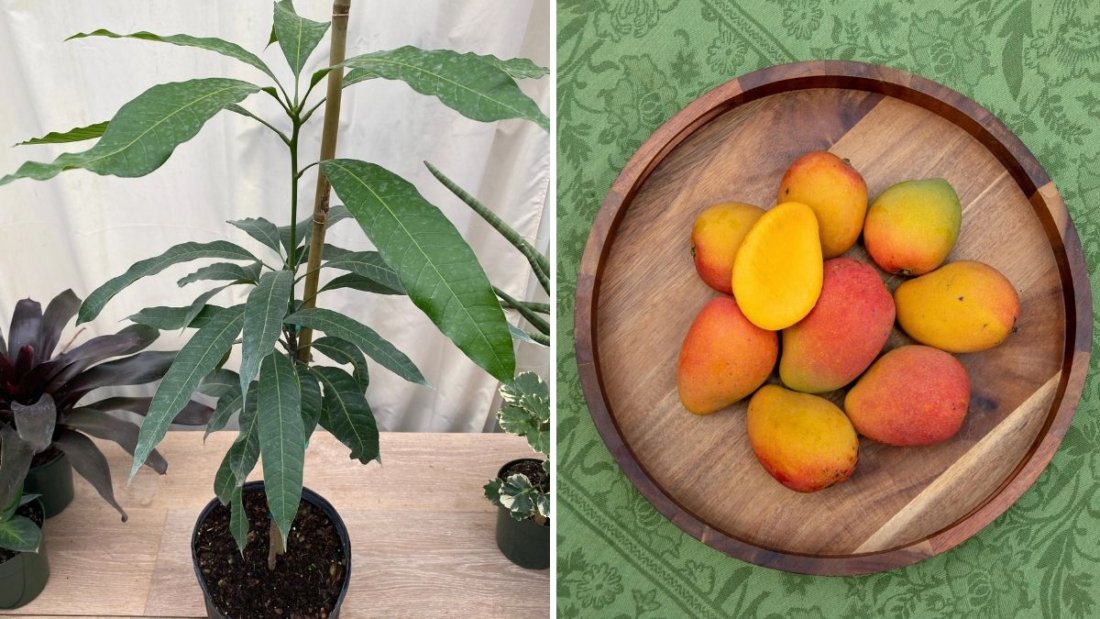 Discovering the Haden Mango: The Original Florida Mango That Shaped the Tropical Fruit Industry