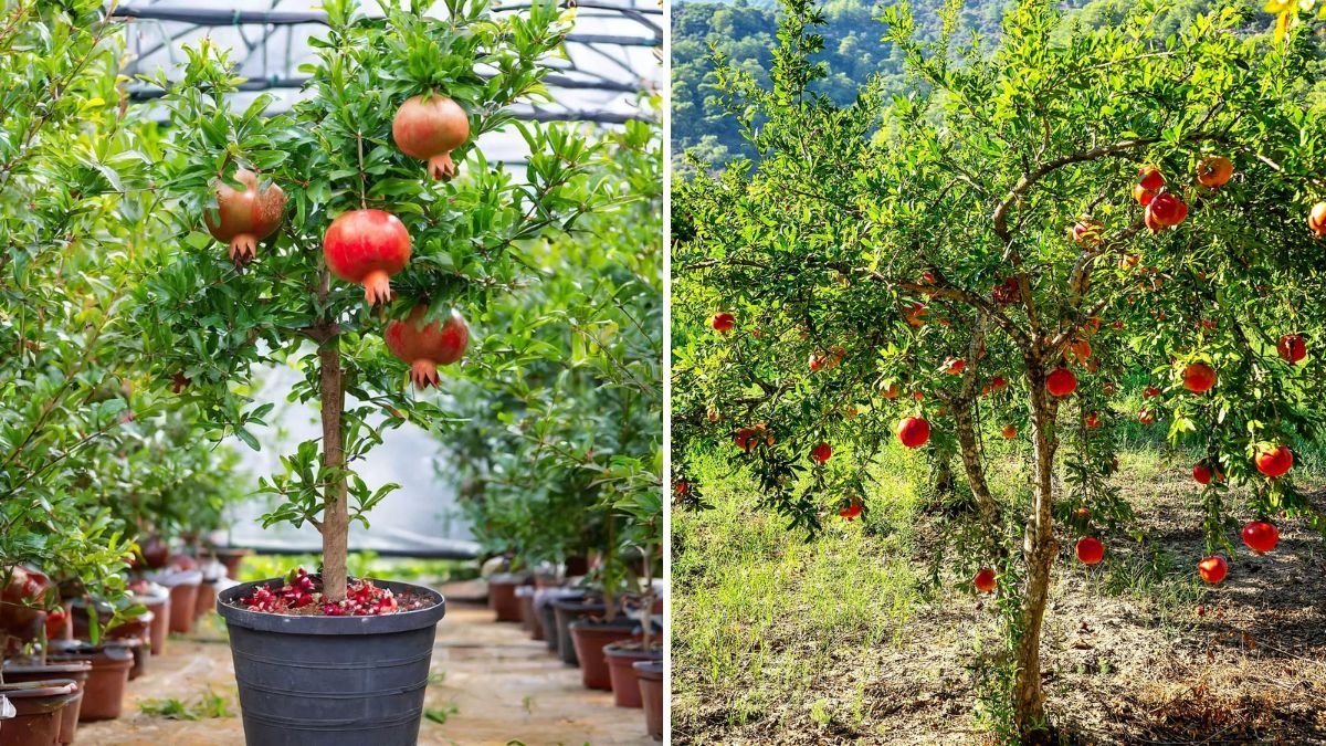 How to Grow ‘Wonderful’ Pomegranates: 5-Year Growth Journey and Expert Tree Care Guide for a Bountiful Harvest