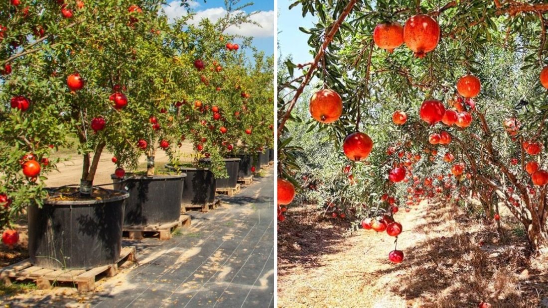 Growing Angel Red Pomegranate: A Complete Guide to Planting, Caring, and Harvesting This Juicy Fruit