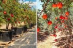 Growing Angel Red Pomegranate: A Complete Guide to Planting, Caring, and Harvesting This Juicy Fruit