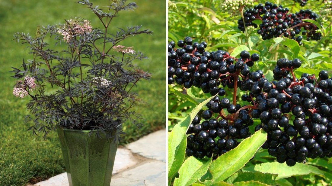 Black Lace Elderberry in Full Glory: The Ultimate Guide to Growing, Caring for, and Enjoying This Stunning Ornamental Shrub