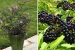 Black Lace Elderberry in Full Glory: The Ultimate Guide to Growing, Caring for, and Enjoying This Stunning Ornamental Shrub