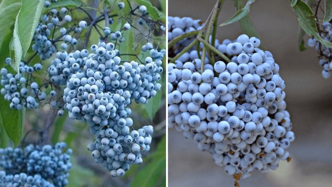 Blue Elderberries: Nature’s Wild Superfruit and How to Grow, Harvest, and Use Them
