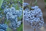 Blue Elderberries: Nature’s Wild Superfruit and How to Grow, Harvest, and Use Them