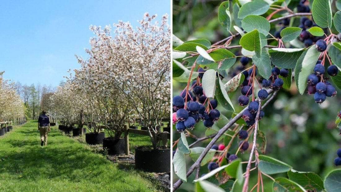 Juneberry (Amelanchier lamarckii): The Beautiful, Edible Shrub Every Gardener Should Grow