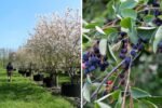 Juneberry (Amelanchier lamarckii): The Beautiful, Edible Shrub Every Gardener Should Grow