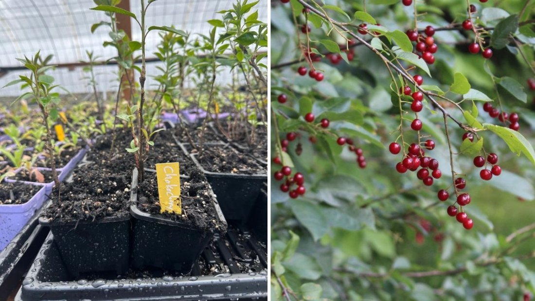 Exploring the Chokecherry (Prunus virginiana): A Hidden Gem in Permaculture Gardens – Insights from Ninja Gardening Episode 14