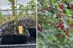 Exploring the Chokecherry (Prunus virginiana): A Hidden Gem in Permaculture Gardens – Insights from Ninja Gardening Episode 14