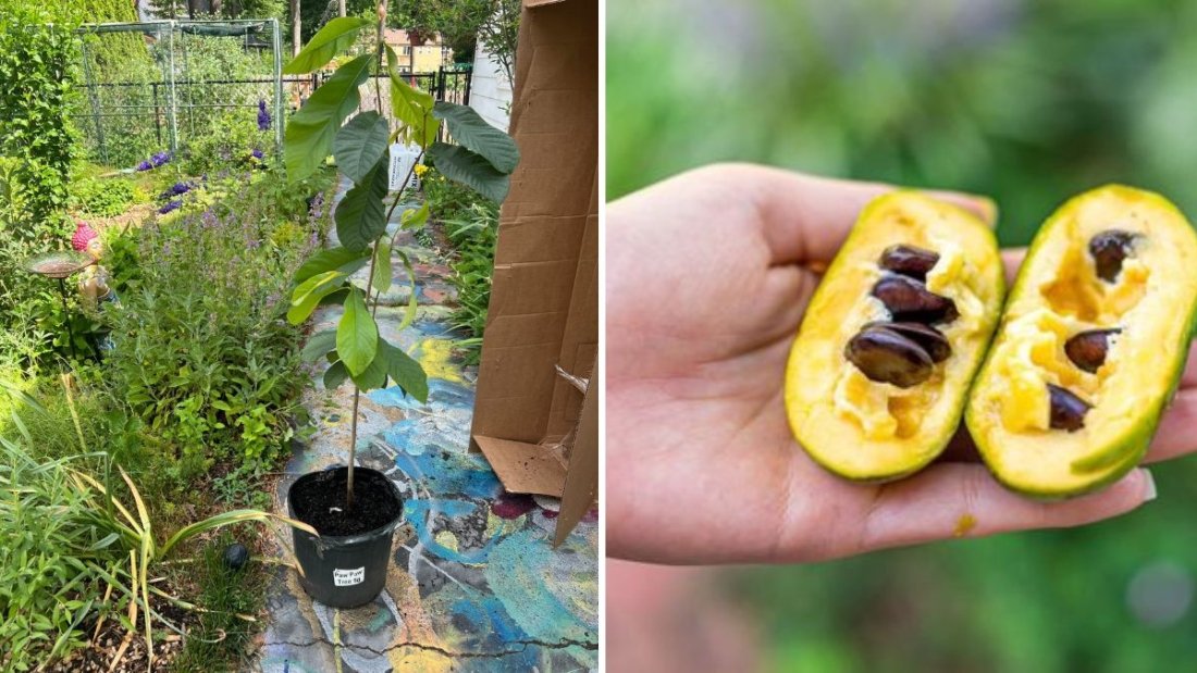 Will My 2-Year-Old Native American Pawpaw Tree Bear Fruit? A Complete Guide to Growing and Fruiting This Unique Native Fruit
