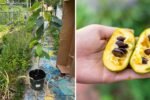 Will My 2-Year-Old Native American Pawpaw Tree Bear Fruit? A Complete Guide to Growing and Fruiting This Unique Native Fruit