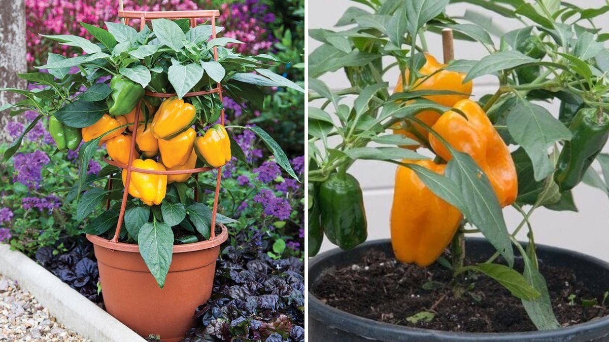 How to Grow Yellow Habanero Peppers from Seed – A Complete Step-by-Step Guide for Spicy Success