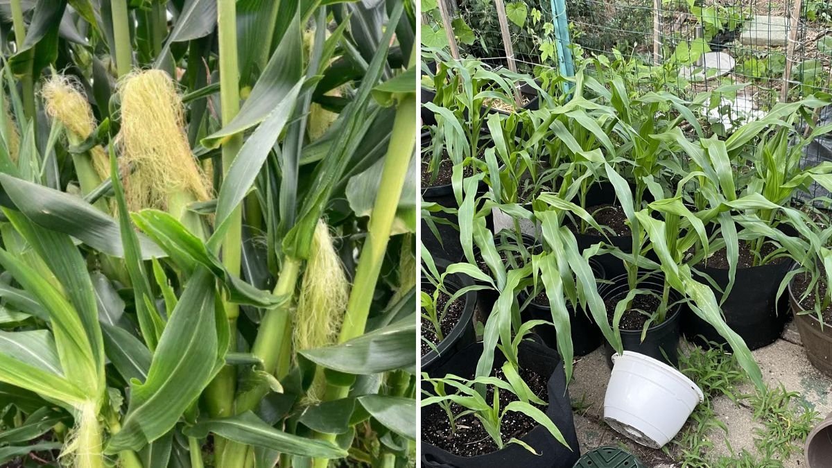 How to Grow Sweet Corn in Containers from Seed to Harvest: A Complete Step-by-Step Guide