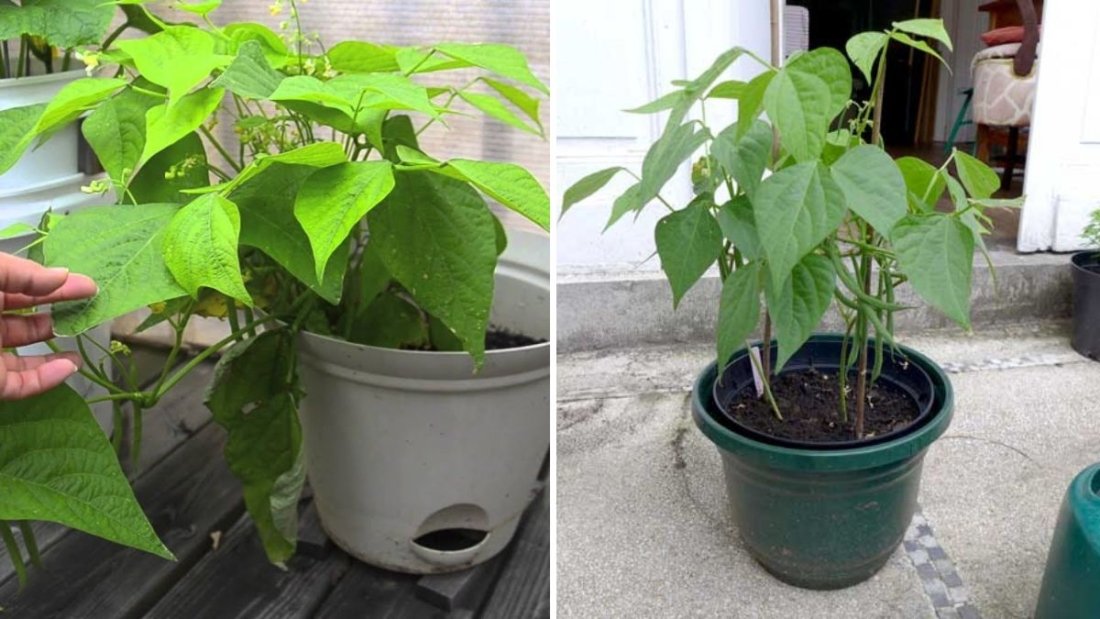 How to Grow Green Beans in Containers (Bush Beans from Seed to Harvest): A Complete Guide for Home Gardeners