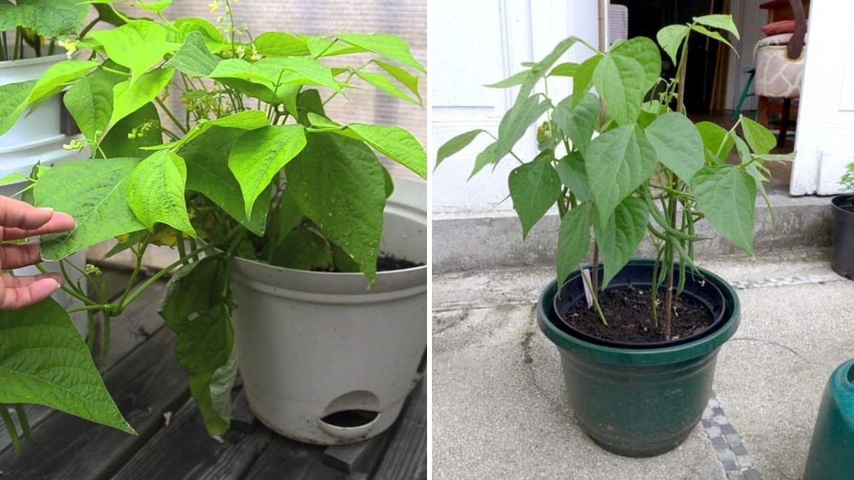 How to Grow Green Beans in Containers (Bush Beans from Seed to Harvest): A Complete Guide for Home Gardeners