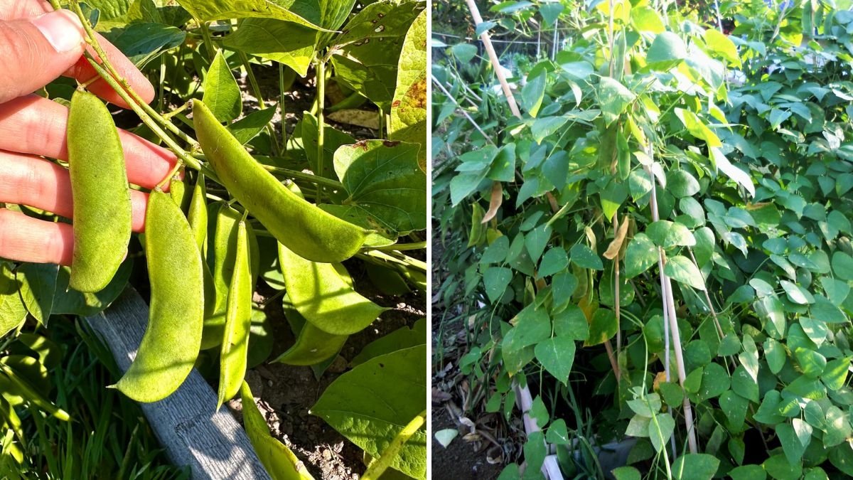 Biointensive Lima Beans: How to Grow Like a Pro from Seed to Harvest