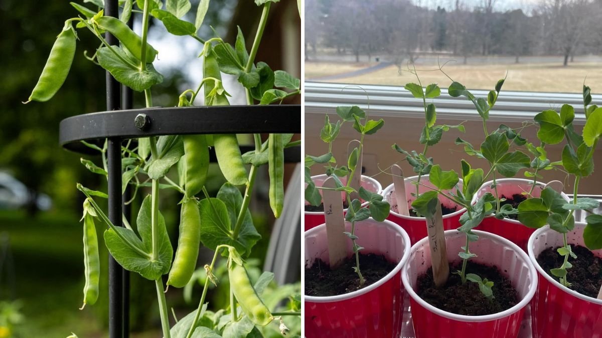 Peas Growing Masterclass: How to Grow the Sweetest Garden Peas Ever from Seed to Harvest