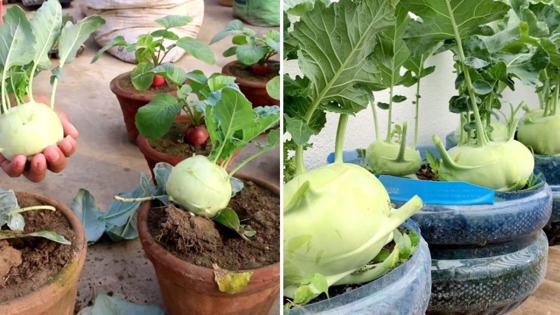 The Ultimate Kohlrabi Growing Guide: From Seed to Harvest for a Thriving Home Garden